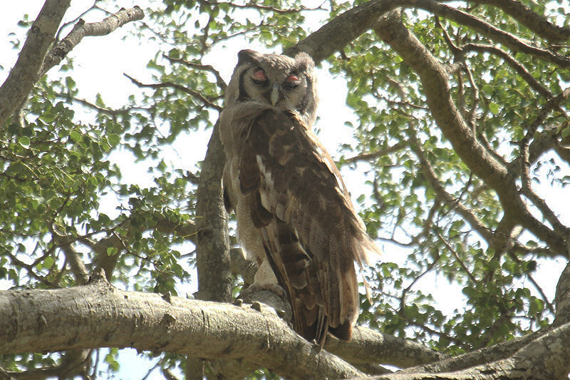 Verreaux's Eagle Owl by Mick Dryden