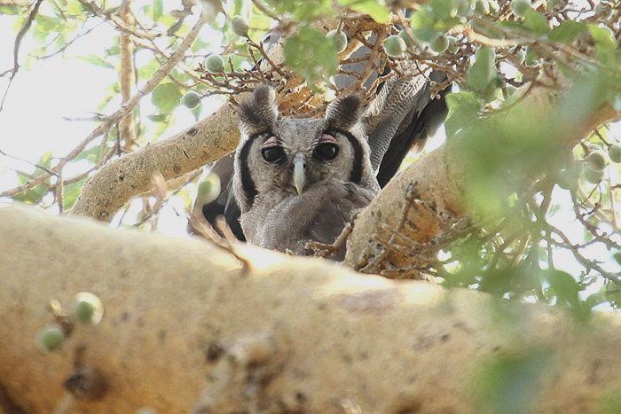 Verreaux's Eagle Owl by Mick Dryden