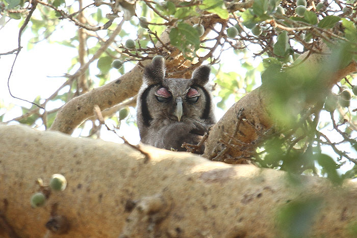 Verreaux's Eagle Owl by Mick Dryden