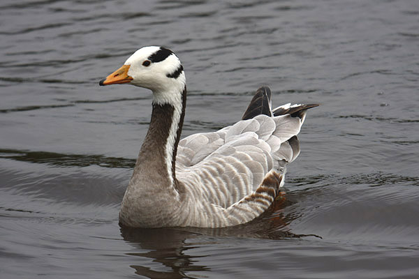 Bar-headed Goose by Mick Dryden