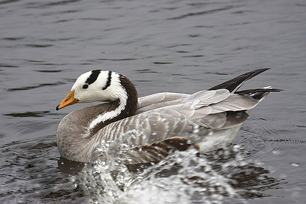 Bar-headed Goose by Mick Dryden