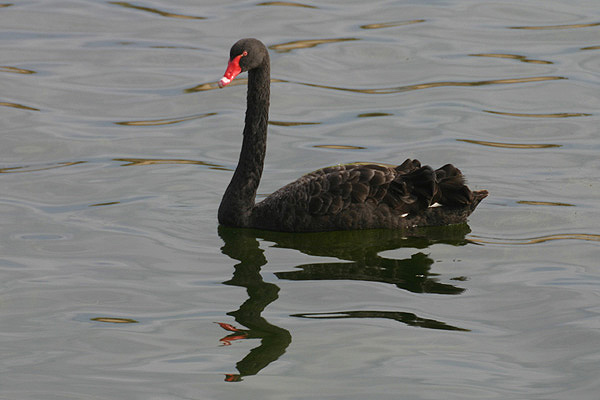 Black Swan by Mick Dryden
