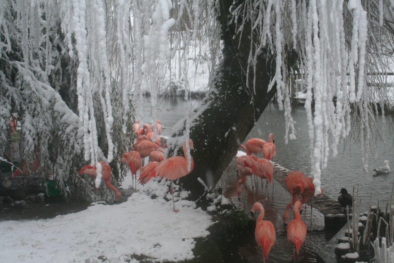 Chilean Flamingo. Durrell, March 12, 2013