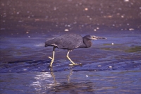 Eastern Reef Heron by Mick Dryden
