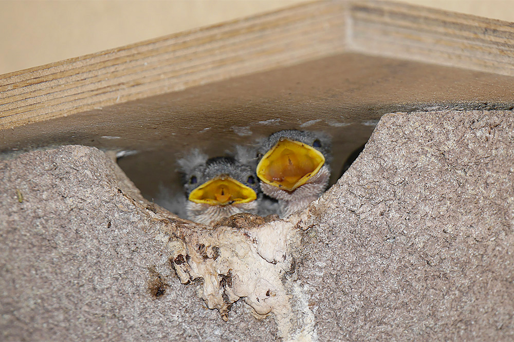 House Martins by Sarah Hall