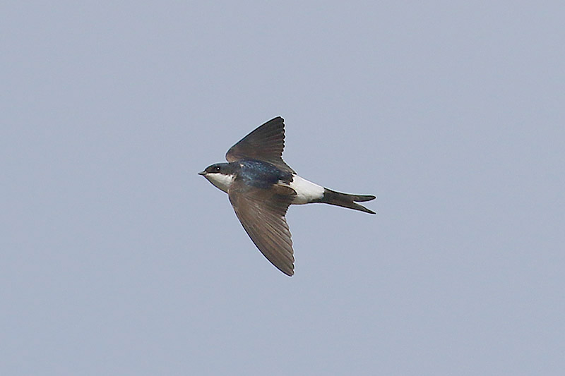 House Martin by Mick Dryden