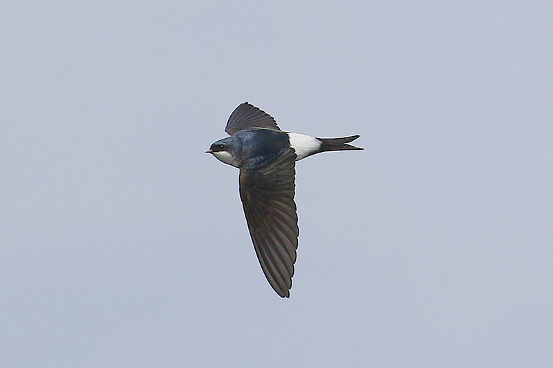 House Martin by Mick Dryden