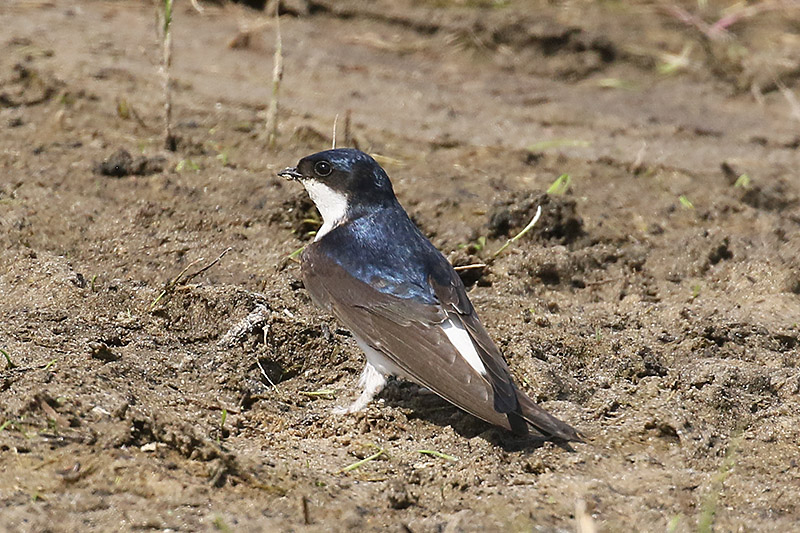 House Martin by Mick Dryden