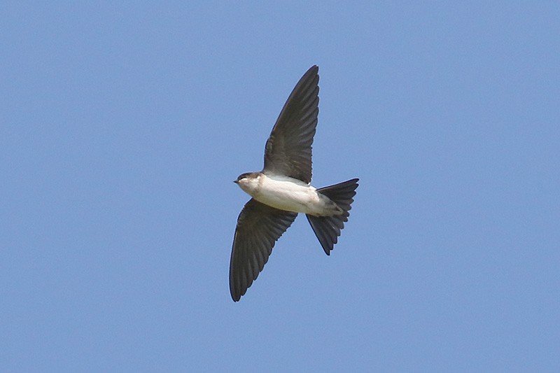 House Martin by Mick Dryden