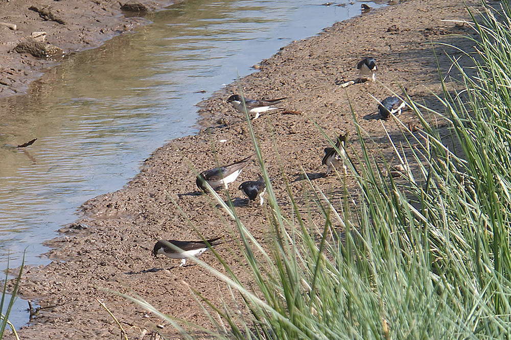 House Martins by George Louis