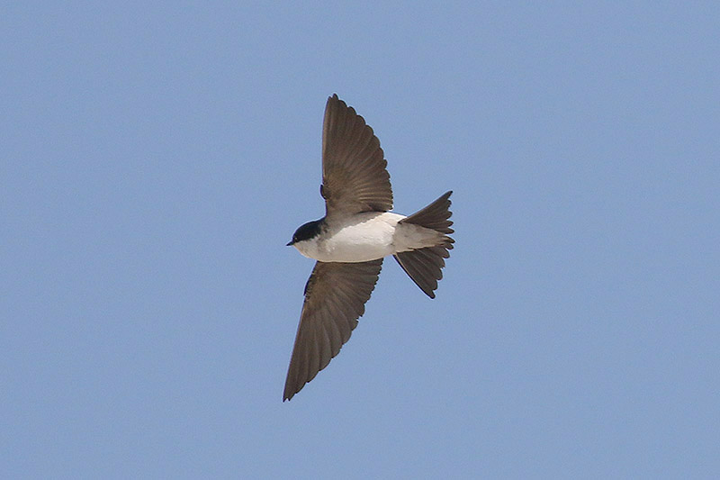 House Martin by Mick Dryden