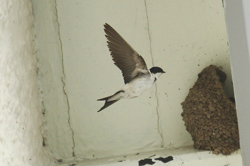 House Martin by Mick Dryden