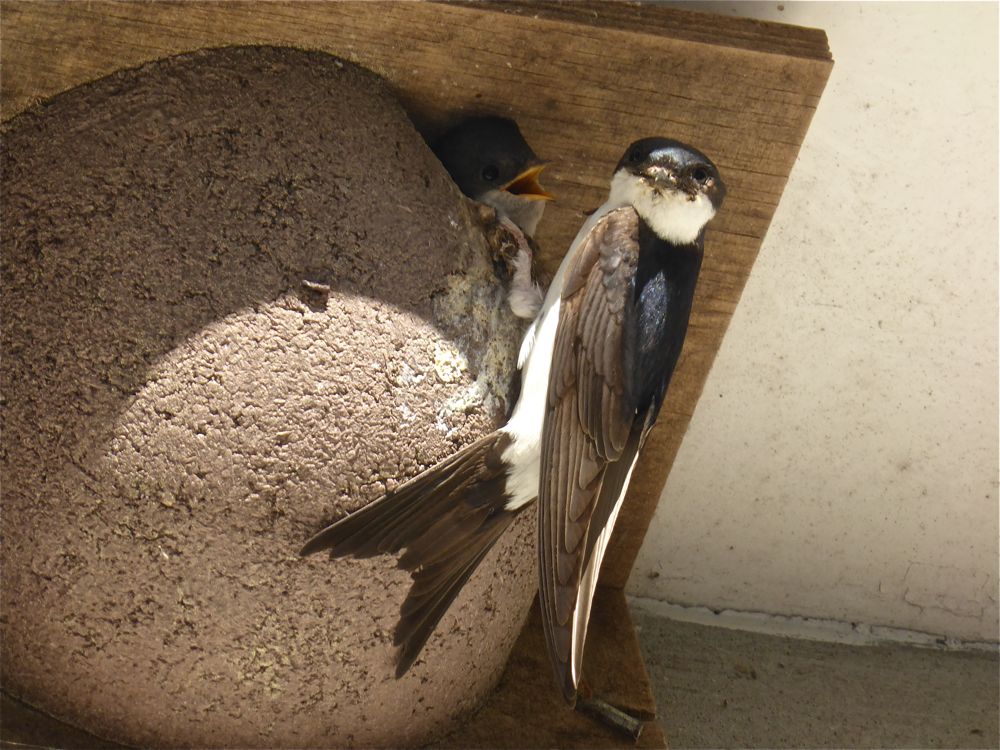 House Martin by Dave Buxton