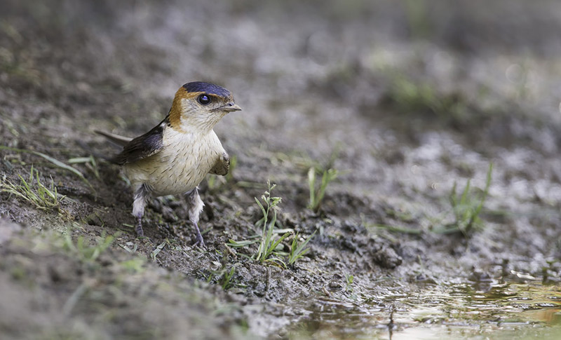 Red-rumped Swallow by Kris Bell