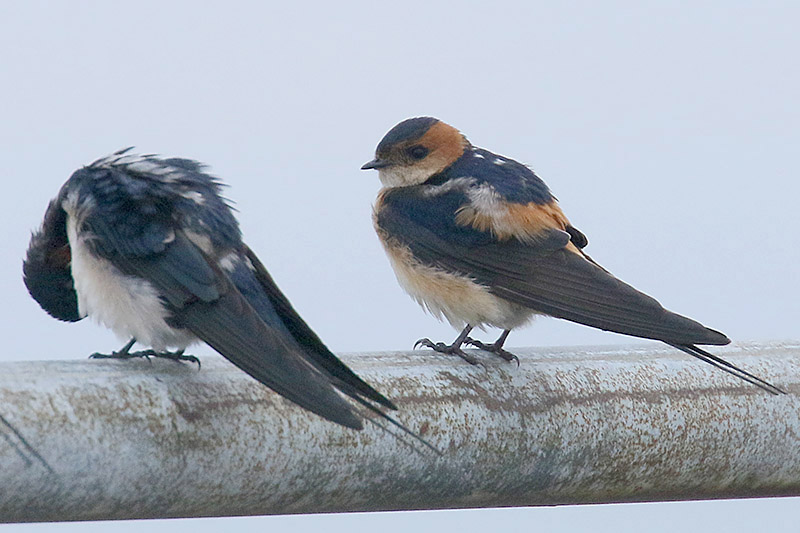 Red rumped Swallow by Mick Dryden