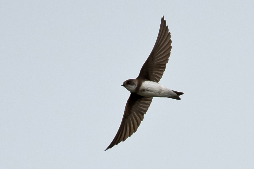 Sand Martin by Romano da Costa