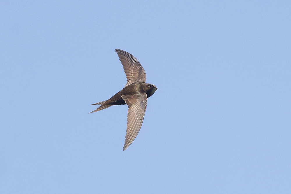Swift by Mick Dryden