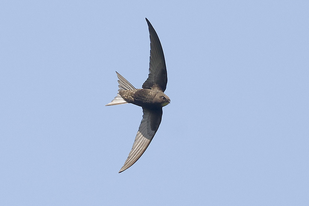 Swift by Mick Dryden