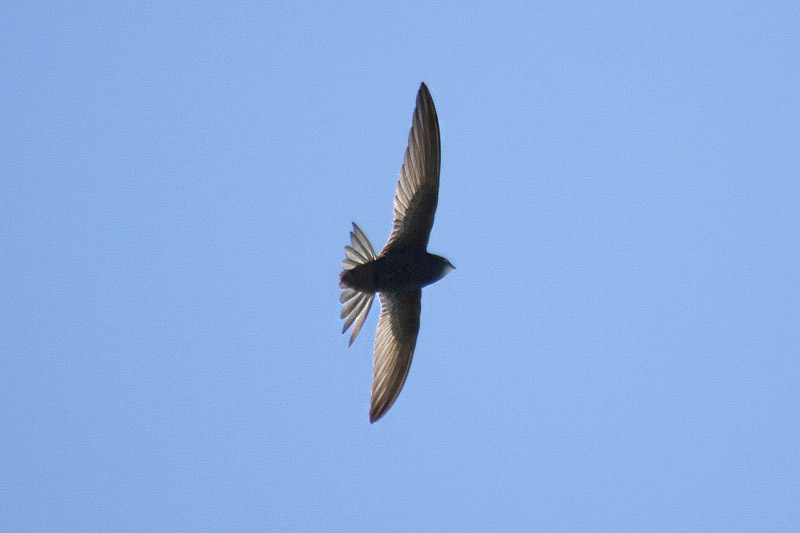 Common Swift by Mick Dryden