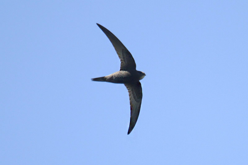 Common Swift by Mick Dryden