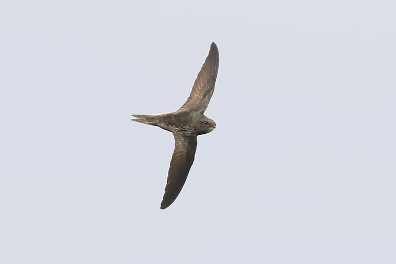 Swift by Mick Dryden