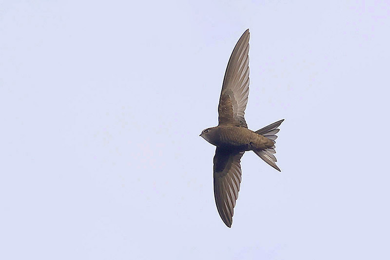 Common Swift by Mick Dryden