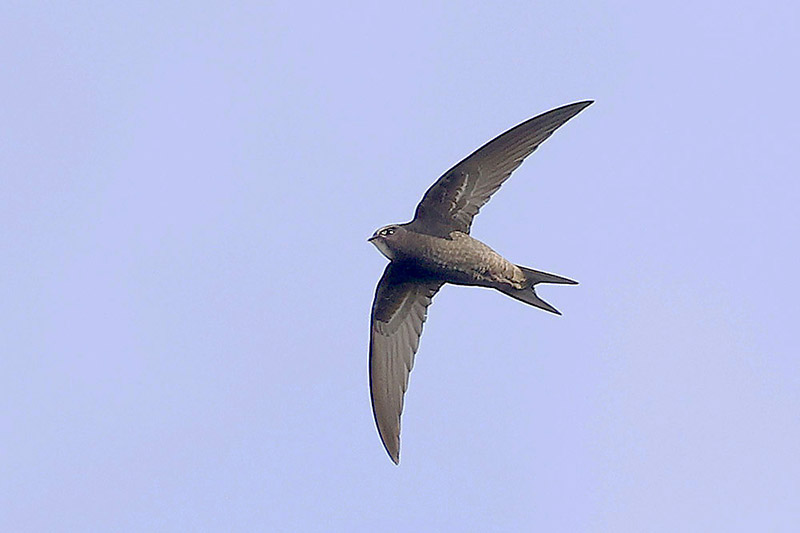 Common Swift by Mick Dryden