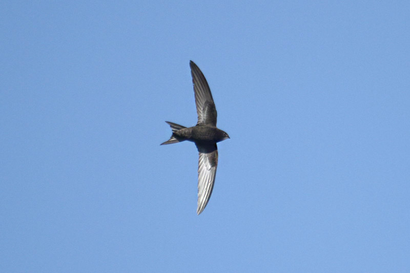 Common Swift by Mick Dryden