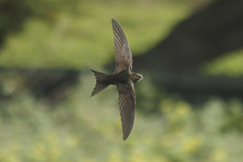 Common Swift by Mick Dryden