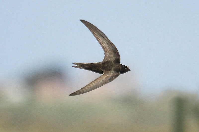 Common Swift by Mick Dryden