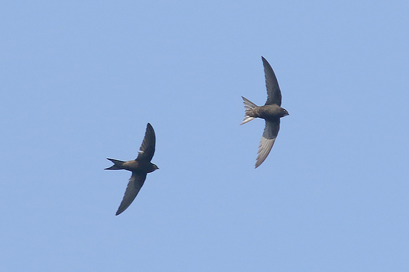 Swifts by Mick Dryden