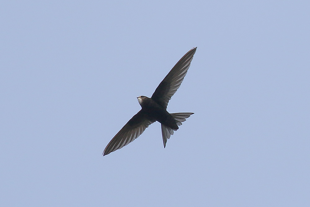 Common Swift by Mick Dryden