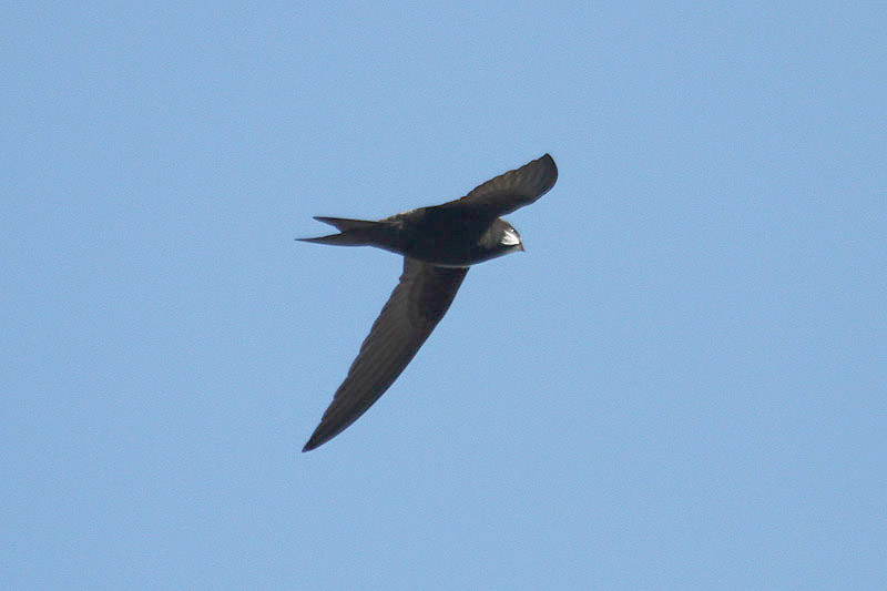 Common Swift by Mick Dryden