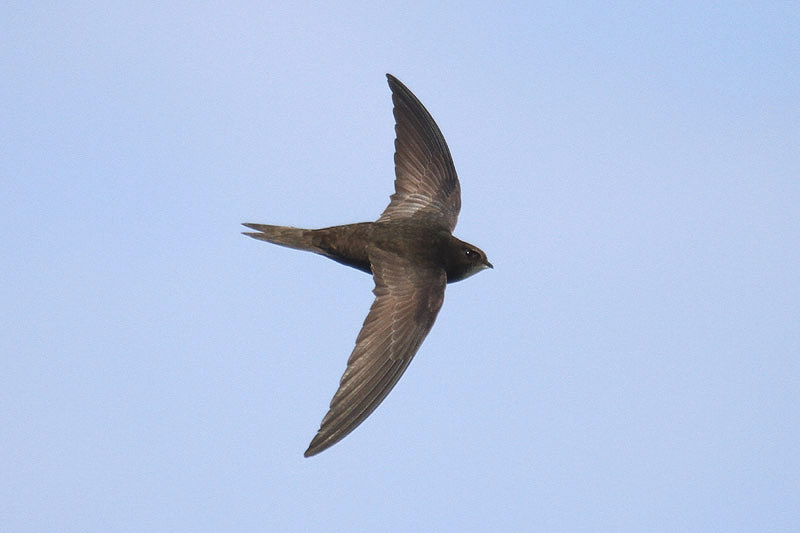 Common Swift by Mick Dryden