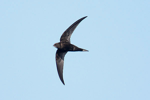 Common Swift by Mick Dryden