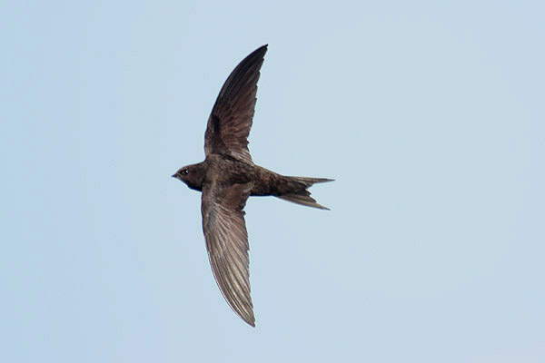 Common Swift by Mick Dryden