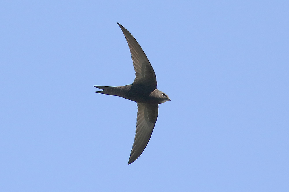Swift by Mick Dryden