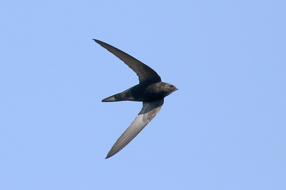 Swift by Mick Dryden