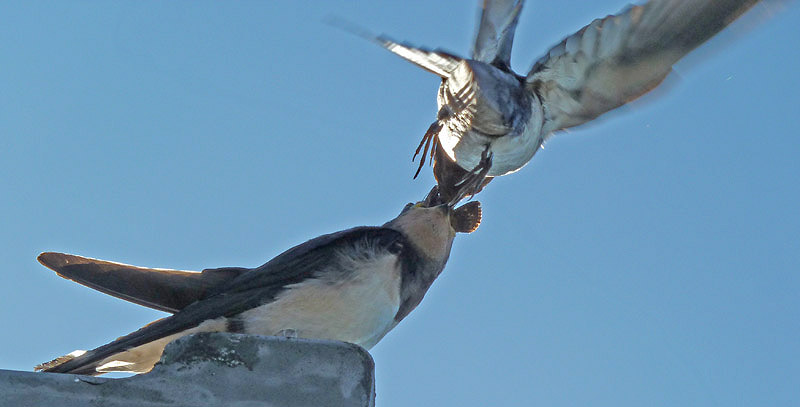 Barn Swallows by Adrian Ellis
