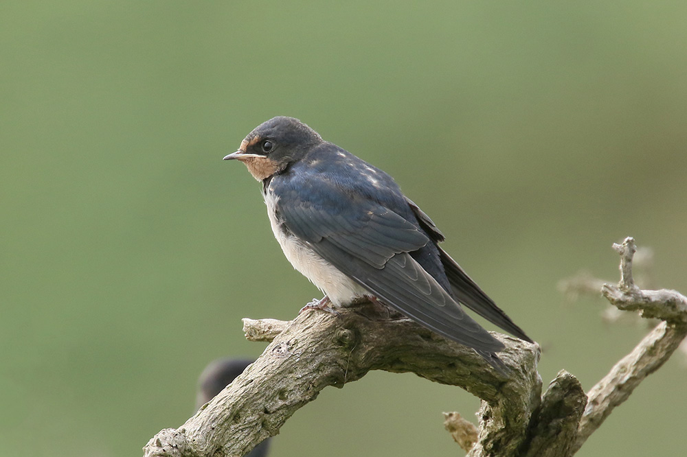 Barn Swallow by Mick Dryden