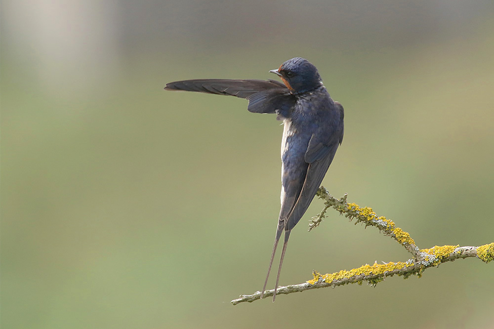 Barn Swallow by Mick Dryden