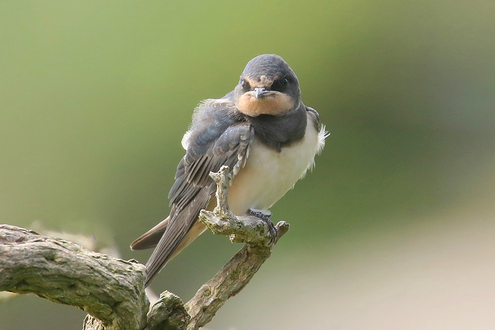 Barn Swallow by Mick Dryden