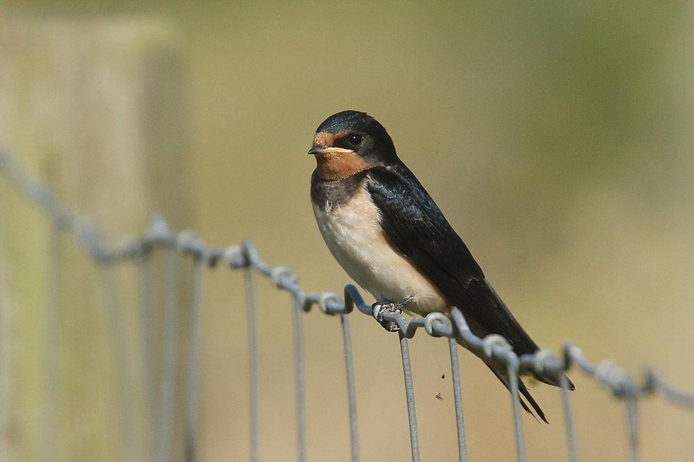 Barn Swallow by Mick Dryden