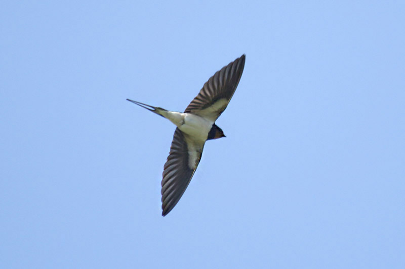 Barn Swallow by Mick Dryden