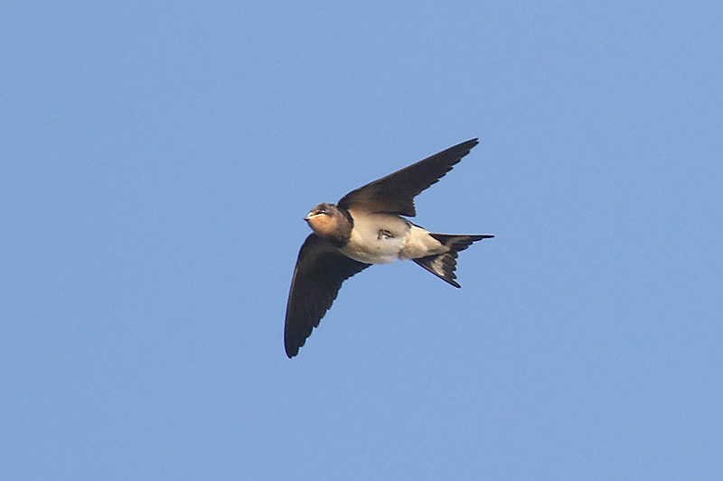 Swallow by Mick Dryden