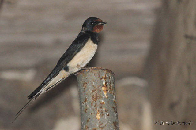 Barn Swallow by Vikki Robertson