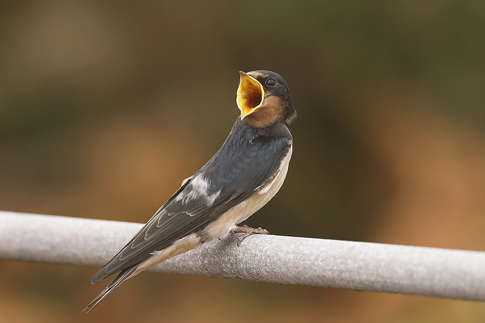 Swallow by Mick Dryden