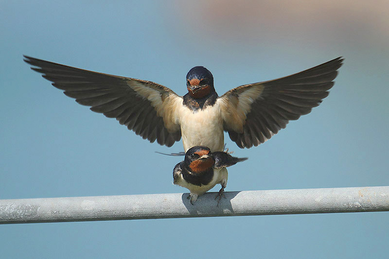 Barn Swallow by Mick Dryden