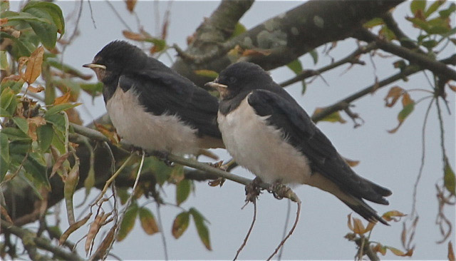 Barn Swallows by Vikki Robertson