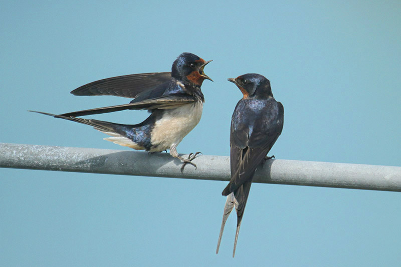 Barn Swallow by Mick Dryden